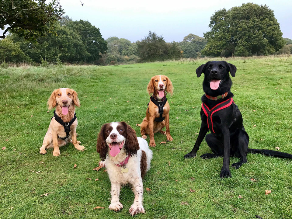 Dog walking in Warsash, Titchfield and the surrounding area Dog walking in Warsash, Titchfield and the surrounding area